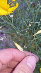 Eschscholzia papastillii