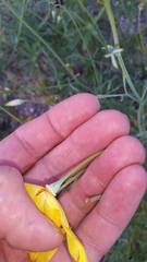 Eschscholzia papastillii
