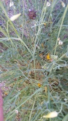 Eschscholzia papastillii