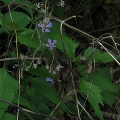 Phlox divaricata laphamii