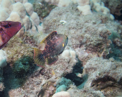 Oxycheilinus bimaculatus