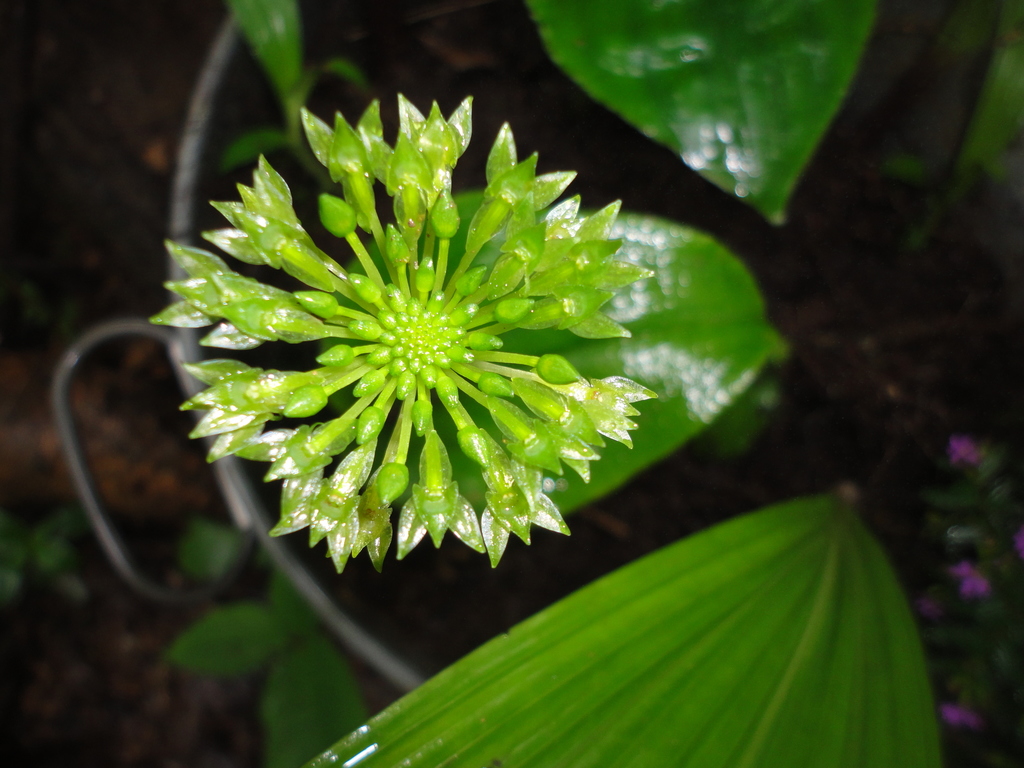 Malaxis javesiae
