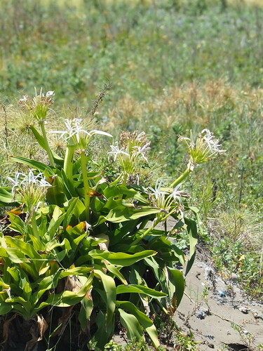 Crinum asiaticum