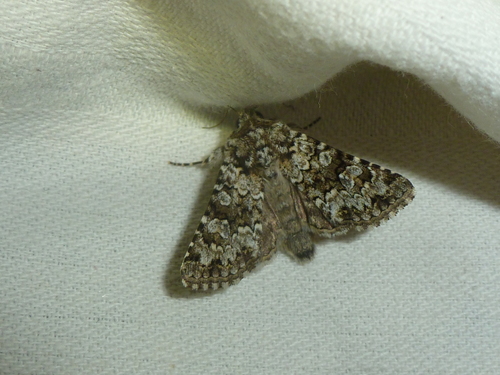 Hecatera corsica
