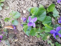 Viola