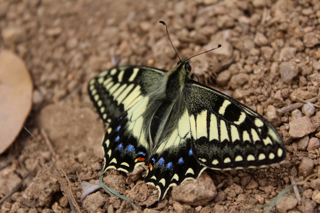 コルシカキアゲハ (Papilio hospiton) · iNaturalist