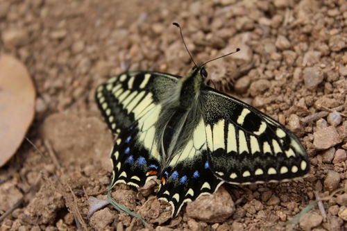 コルシカキアゲハ コルシカキアゲハ (Papilio hospiton) · iNaturalist