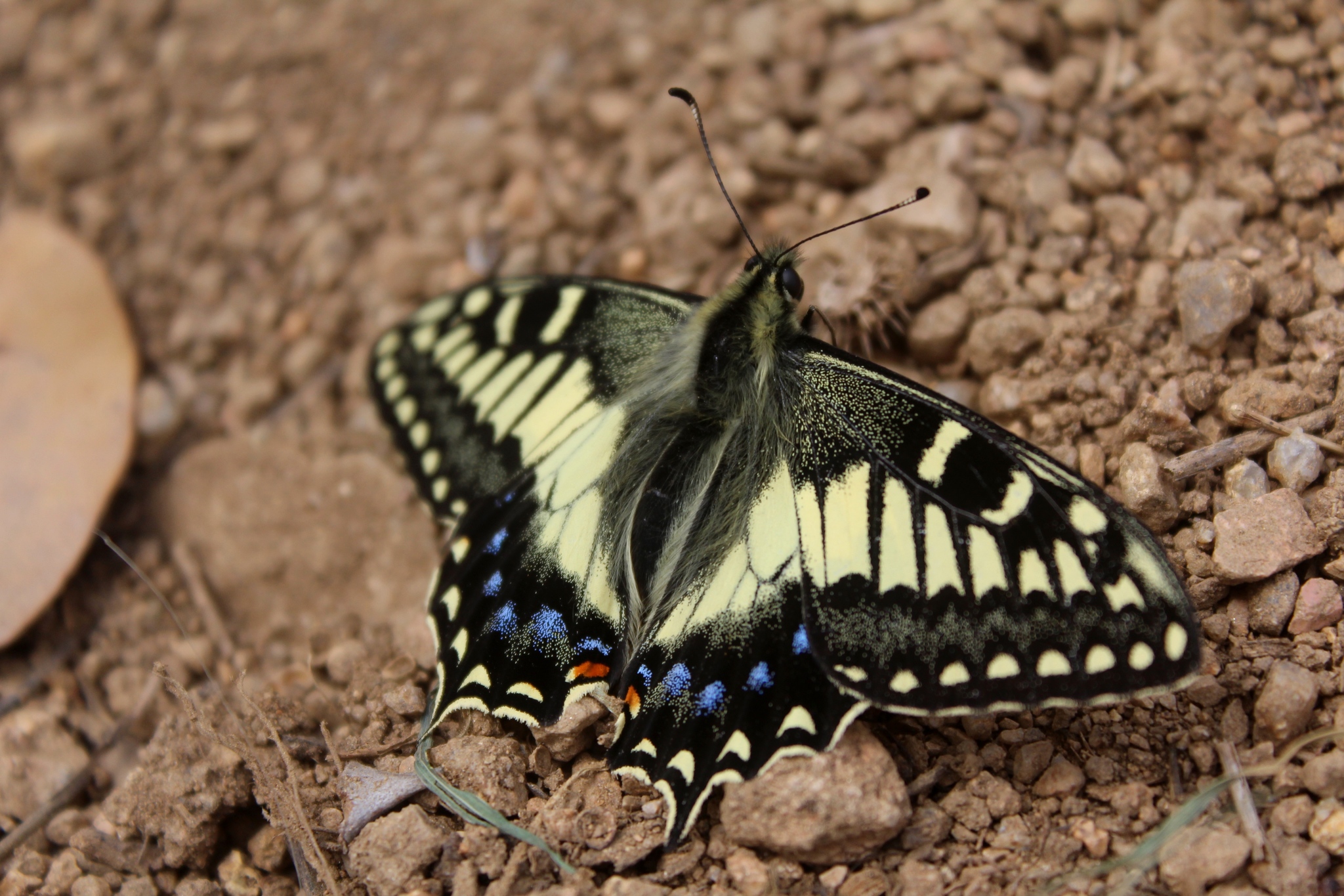 コルシカキアゲハ (Papilio hospiton) · iNaturalist