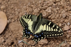 Papilio hospiton