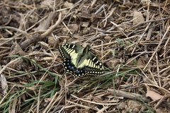 Papilio hospiton
