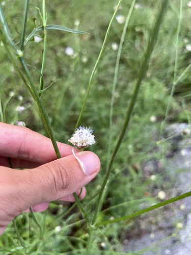 Cephalaria transsylvanica (Cephalaria transsylvanica)