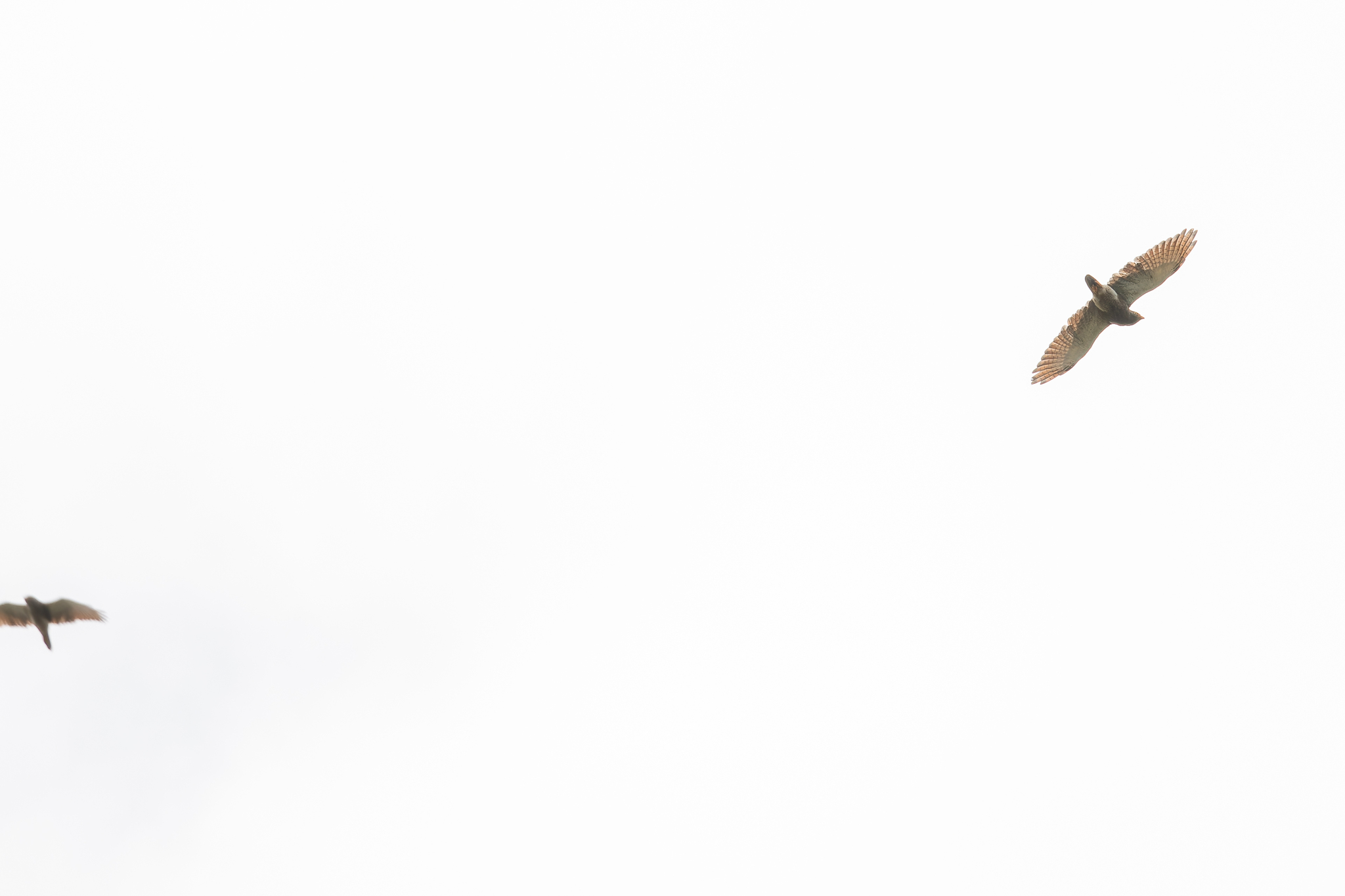 Rufous-winged Buzzard