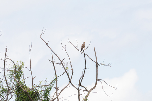 Rufous-winged Buzzard (Butastur liventer), photo 8