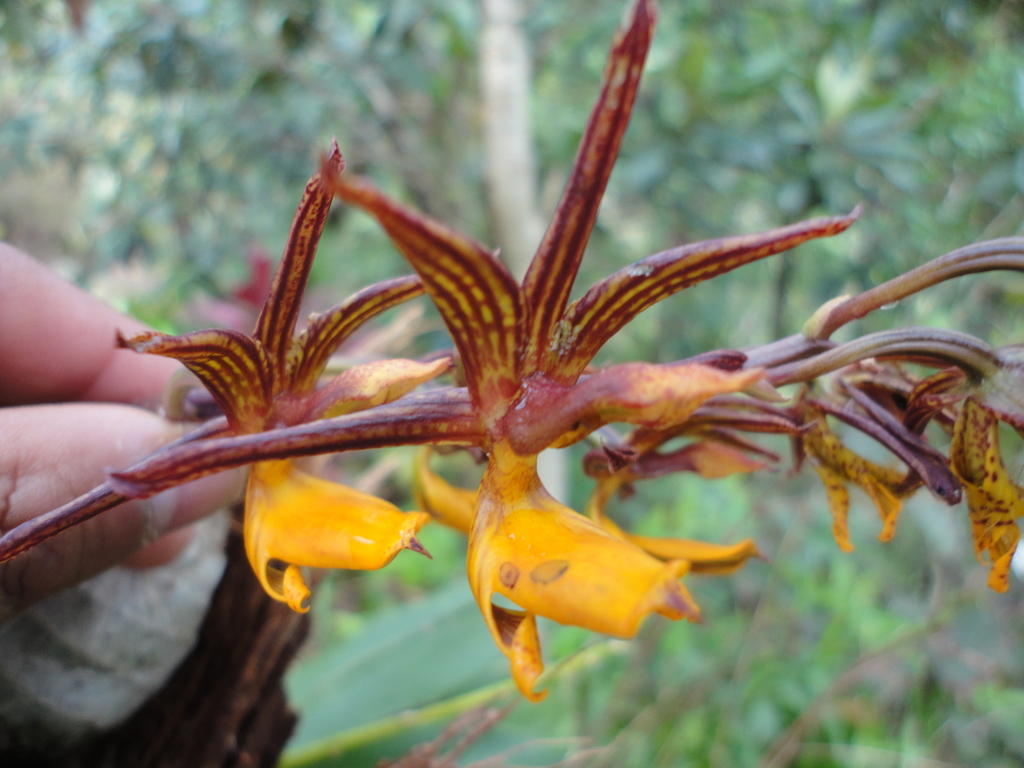 Mormodes lineata