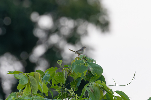 Brown Prinia (Prinia polychroa), photo 5