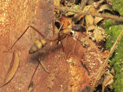 Camponotus amoris