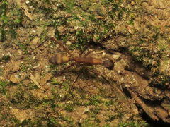 Camponotus amoris