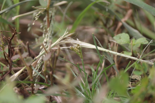 Fimbristylis aestivalis iNat (3)