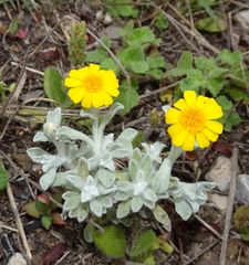 Thymophylla micropoides