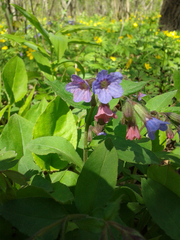 Pulmonaria obscura