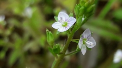 Veronica undulata