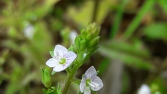 Veronica undulata