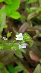 Veronica undulata