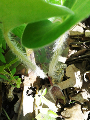 Asarum europaeum