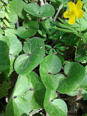 Asarum europaeum
