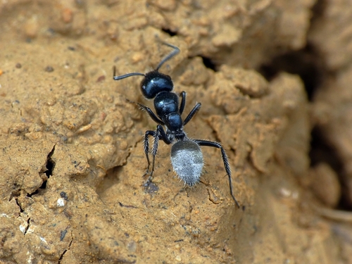 Calomyrmex albertisiCalomyrmex albertisi