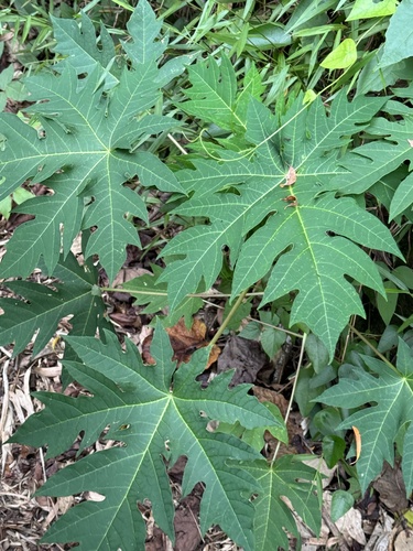Carica papaya