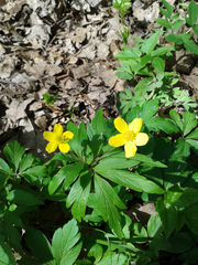 Anemonoides ranunculoides