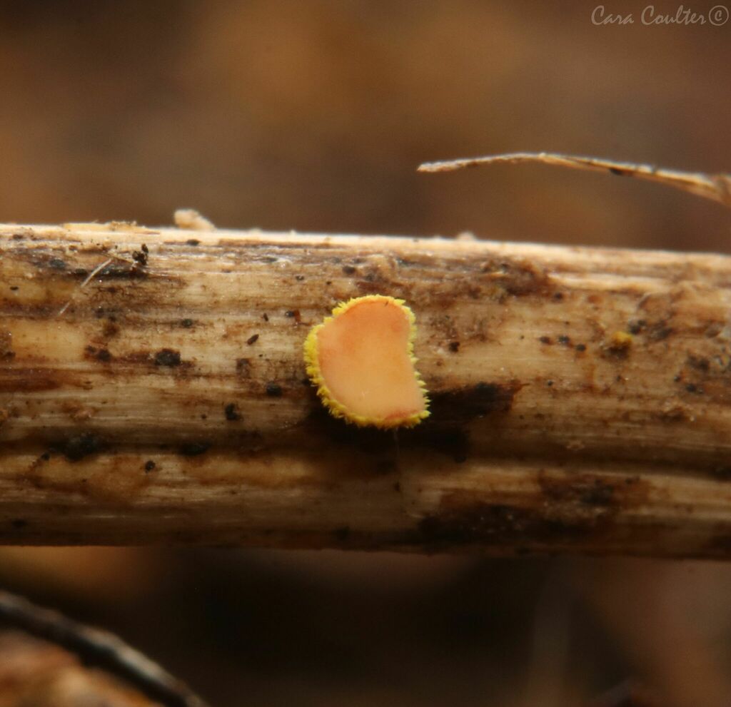 Trichopeziza sp. 'PA01'