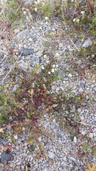 Acmispon maritimus brevivexillus