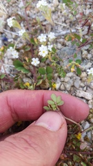 Acmispon maritimus brevivexillus