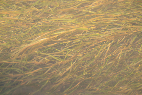 Potamogeton × orientalis iNat (1)