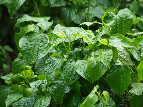 Image of Piper Sarmentosum (Piper sarmentosum) by no rights reserved