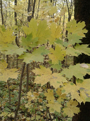 Acer platanoides