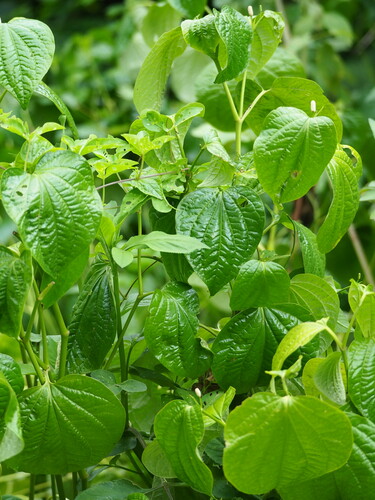 Image of Piper Sarmentosum (Piper sarmentosum) by no rights reserved