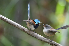 Red-Winged Fairywren photo 2