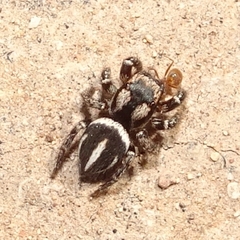 Habronattus delectus