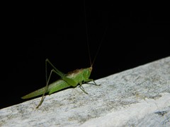 Conocephalus longipes
