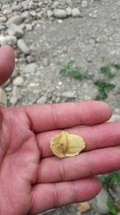 Terminalia calamansanai