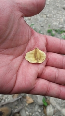 Terminalia calamansanai