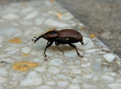 Sphenophorus crassus