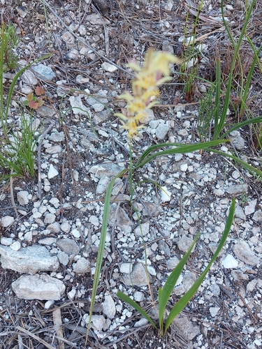 Image of Hesperantha radiata by (c) Valentin Moser, some rights reserved (CC BY)