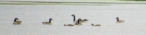 Canada Goose photographed in Iowa