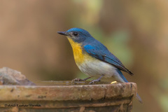 Tickell's Blue Flycatcher photo 3