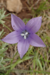 Wahlenbergia krebsii