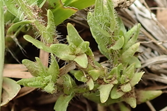 Wahlenbergia krebsii